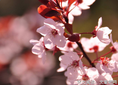 关于颜如玉的优美句子