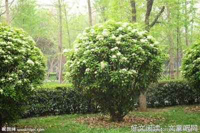 《绿化树》经典读后感有感