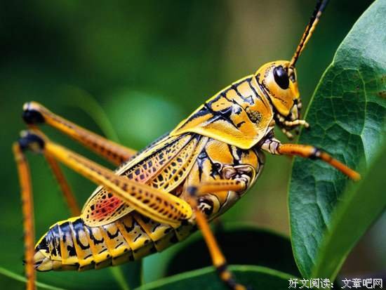 以蝗虫之眼看世界