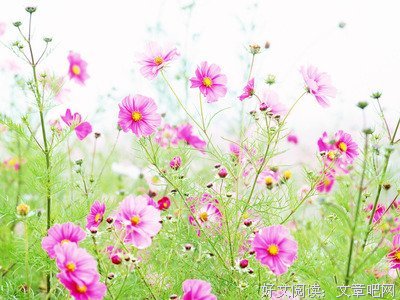 关于春暖花开的唯美语录