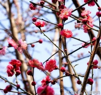 最全的《德安斯格拉》名句欣赏