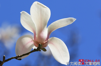 君子瑞后界去优美的句子