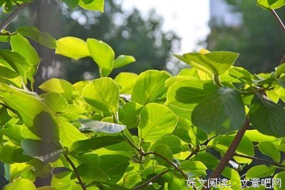 锦年盛夏句子