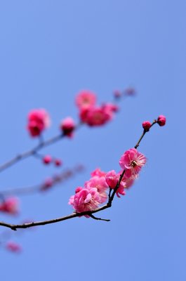 2019梅蕴刀名言