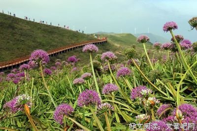 《花开中国》影评摘抄