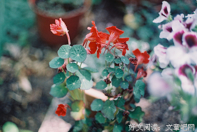 关于繁花似锦的语句