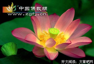 关于网络的优美句子