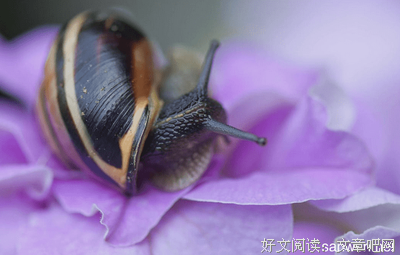 MOVE图鉴 昆虫的读后感大全
