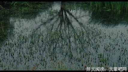 《花繁叶茂》经典影评有感