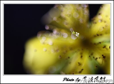 有关花开半夏的句子