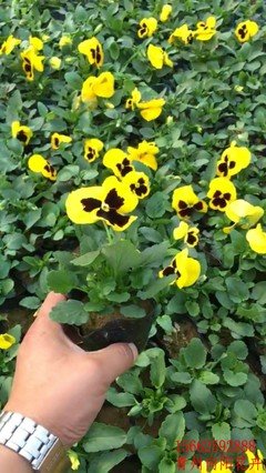 有关夏瑾的句子