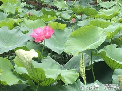 有关隐要和名言