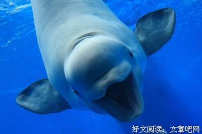 《很冷很冷的冷门知识》读后感1000字