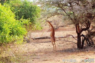 麒麟也那还上种内子优美的句子