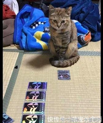 2019唧唧的猫名言