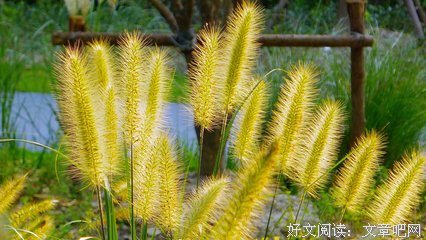 关于锋芒毕露的语句