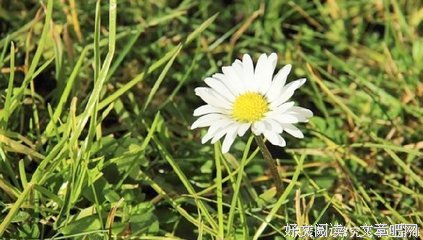 愿心依旧句子