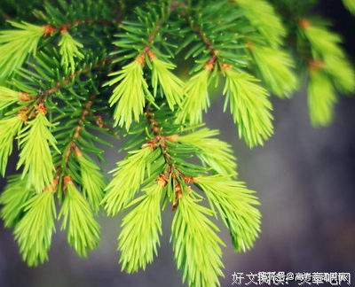 备考佳句优美的句子