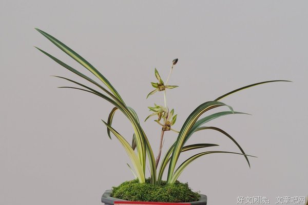兰花花 | 缑晓晓：向北回望故乡