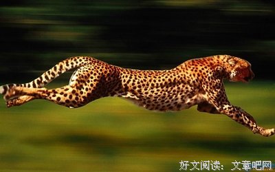 《我的野生动物朋友（全8册）》读后感1000字