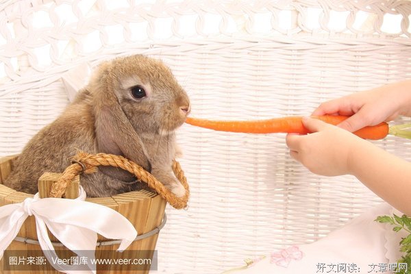 《小兔子的胡萝卜》读后感摘抄