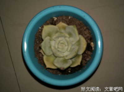 《黑王子》经典读后感有感