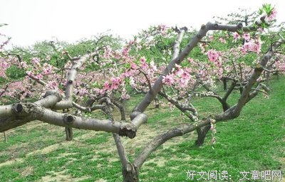 逃之夭夭的语句摘抄_关于逃之夭夭的语句