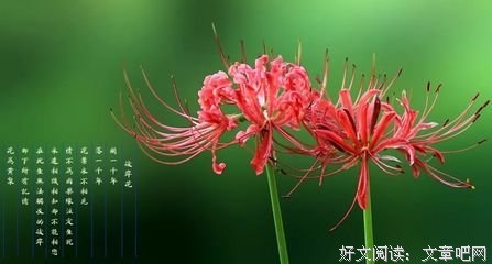 曼珠沙华好词好句