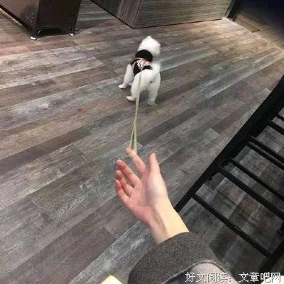 岁个个向将自将是你的谎言句子