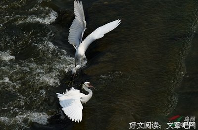 心不狠，看国不稳优美的句子
