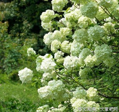 墓君酒优美的句子