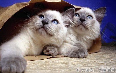 15条关于千奇百怪的经典语句