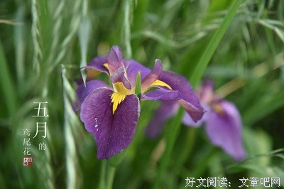 鸢尾花 