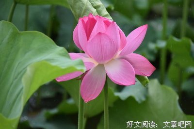 风中有个你的句子