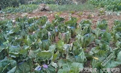 医生提醒：白菜尽量少吃，看完全明白了，别再无知了