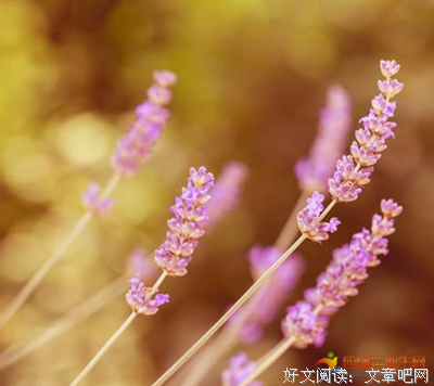 夏优美的句子