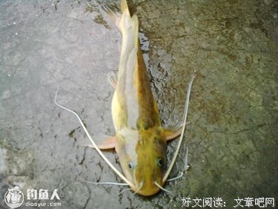 “ 寻南不渡 ”