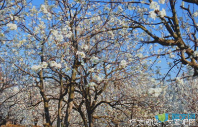 花色渐深、经典名句