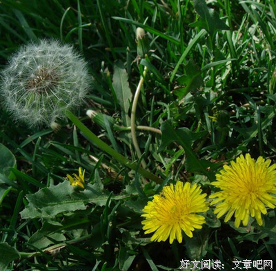 一种野菜是万能药，多吃远离大病！一岁到八十岁都适用