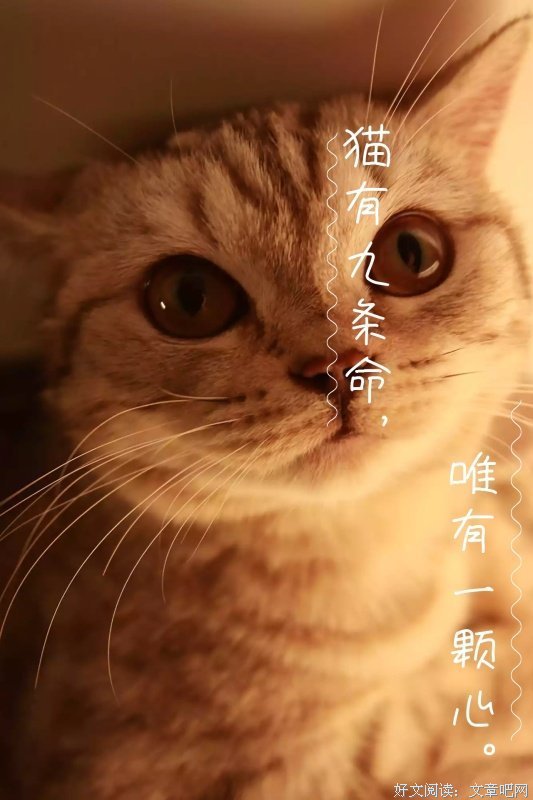有关猫andLADY精彩语录