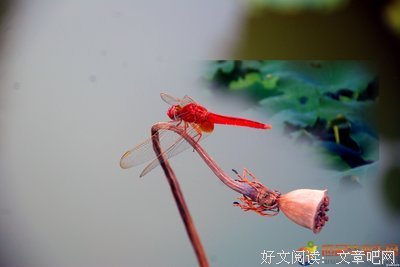 高跟鞋的魔力读后感1000字