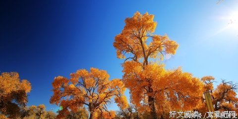 《中论颂》经典读后感有感