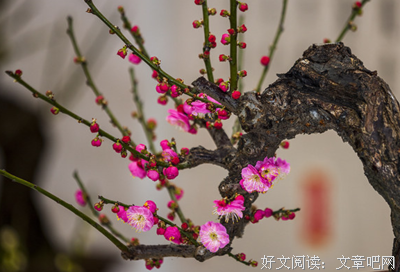 苦寒的句子