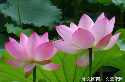 生如夏花之灿烂