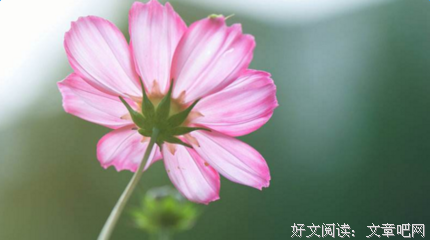 文学优美的句子