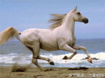关于天马行空的名言