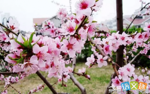 唯美之恋名句欣赏
