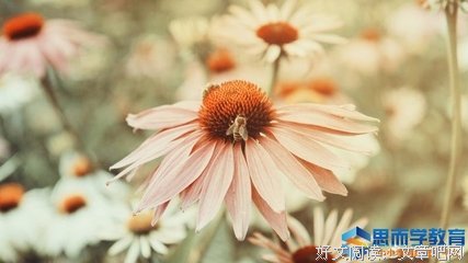 《R集》的句子