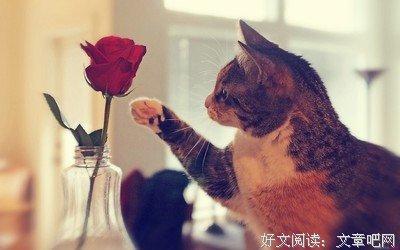最经典的《别等了！恋爱要趁早》语录摘抄