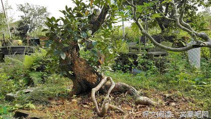 我百毒不侵。名句欣赏